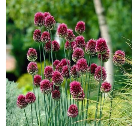 Allium sphaerocephalon