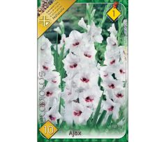 Gladiolus - Ajax
