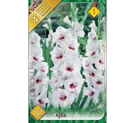 Gladiolus - Ajax