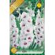 Gladiolus - Ajax