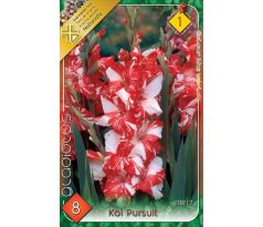 Gladiolus - Koi Pursuit