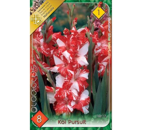 Gladiolus - Koi Pursuit