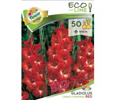 Gladiolus large flowered - red/50ks