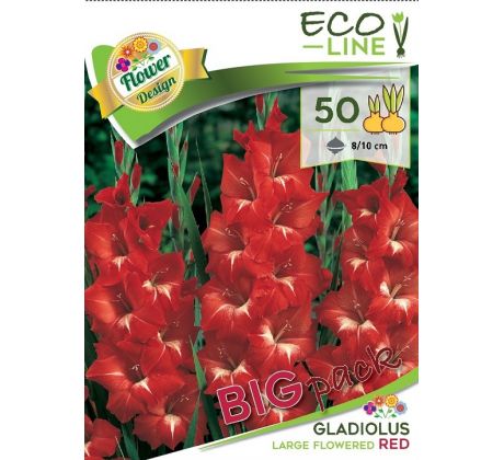 Gladiolus large flowered - red/50ks