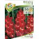 Gladiolus large flowered - red/50ks