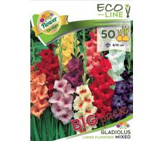 Gladiolus large flowered - mixed/50ks