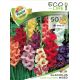 Gladiolus large flowered - mixed/50ks