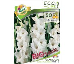 Gladiolus - large flowered White/50ks