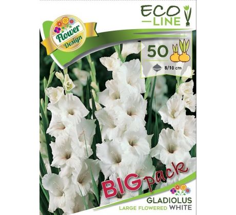 Gladiolus - large flowered White/50ks