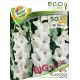 Gladiolus - large flowered White/50ks