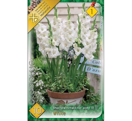 Gladiolus for pot White