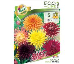 Dahlia - Cactus mixed/5ks