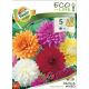 Dahlia - decorative mixed/5ks