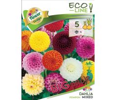 Dahlia - Pompon mixed/5ks