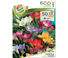 Freesia - single mixed/50 ks