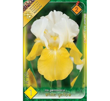 Iris germanica White-Yellow