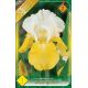 Iris germanica White-Yellow