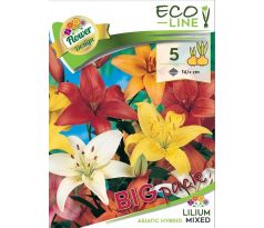 Lilium asiatic - mixed 5 ks