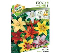 Lilium asiatic - mixed 10 ks