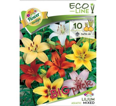 Lilium asiatic - mixed 10 ks