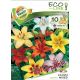 Lilium asiatic - mixed 10 ks