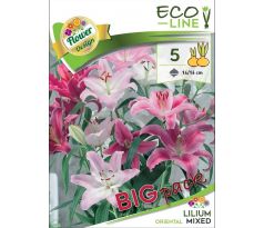 Lilium oriental - mixed 5 ks