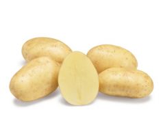 Holandské sadivo zemiakov / minihľuzy 50ks - PARADISO