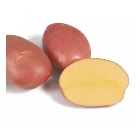 Holandské sadivo zemiakov / minihľuzy 50ks - MOZART