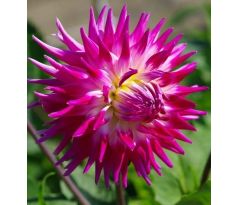 Dahlia Cactus - Electric Light
