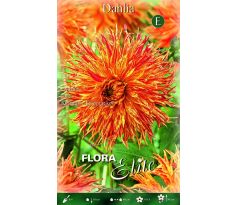 Dahlia Cactus - Rejmans Firecracker