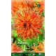 Dahlia Cactus - Rejmans Firecracker