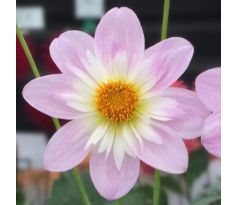 Dahlia - Teesbrook Audrey