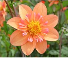 Dahlia - Kelsey Annie Joy