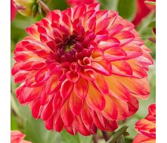 Dahlia - Ding a Dong