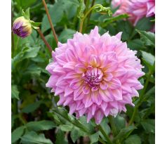 Dahlia - Strawberry Ice