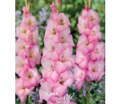 Gladiolus - Priss