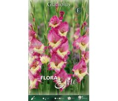 Gladiolus - Extravert