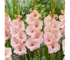 Gladiolus - Apricot Beauty