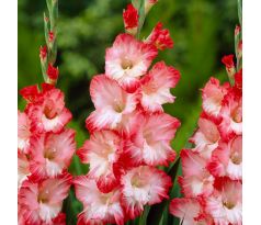 Gladiolus - Pink Lady