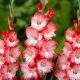 Gladiolus - Pink Lady