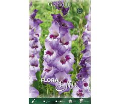 Gladiolus - Vista