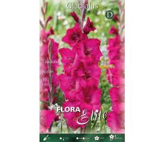 Gladiolus - Natan