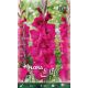 Gladiolus - Natan