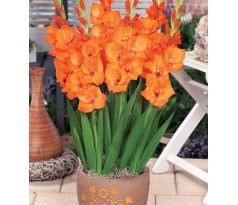 Gladiolus - Jenny