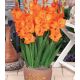 Gladiolus - Jenny