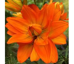 Lilium - Double Hulk