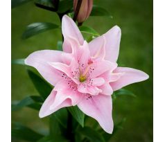 Lilium - Double Elodie