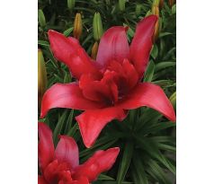 Lilium - Double Bald Eagle