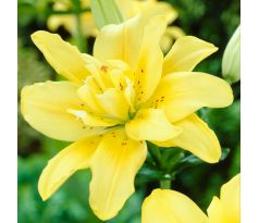 Lilium - Double Fata Morgana