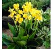 Canna Greenleaved- Richard Wallace